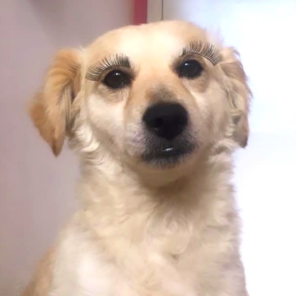 Meet your Posher, - Picture 1 of 1